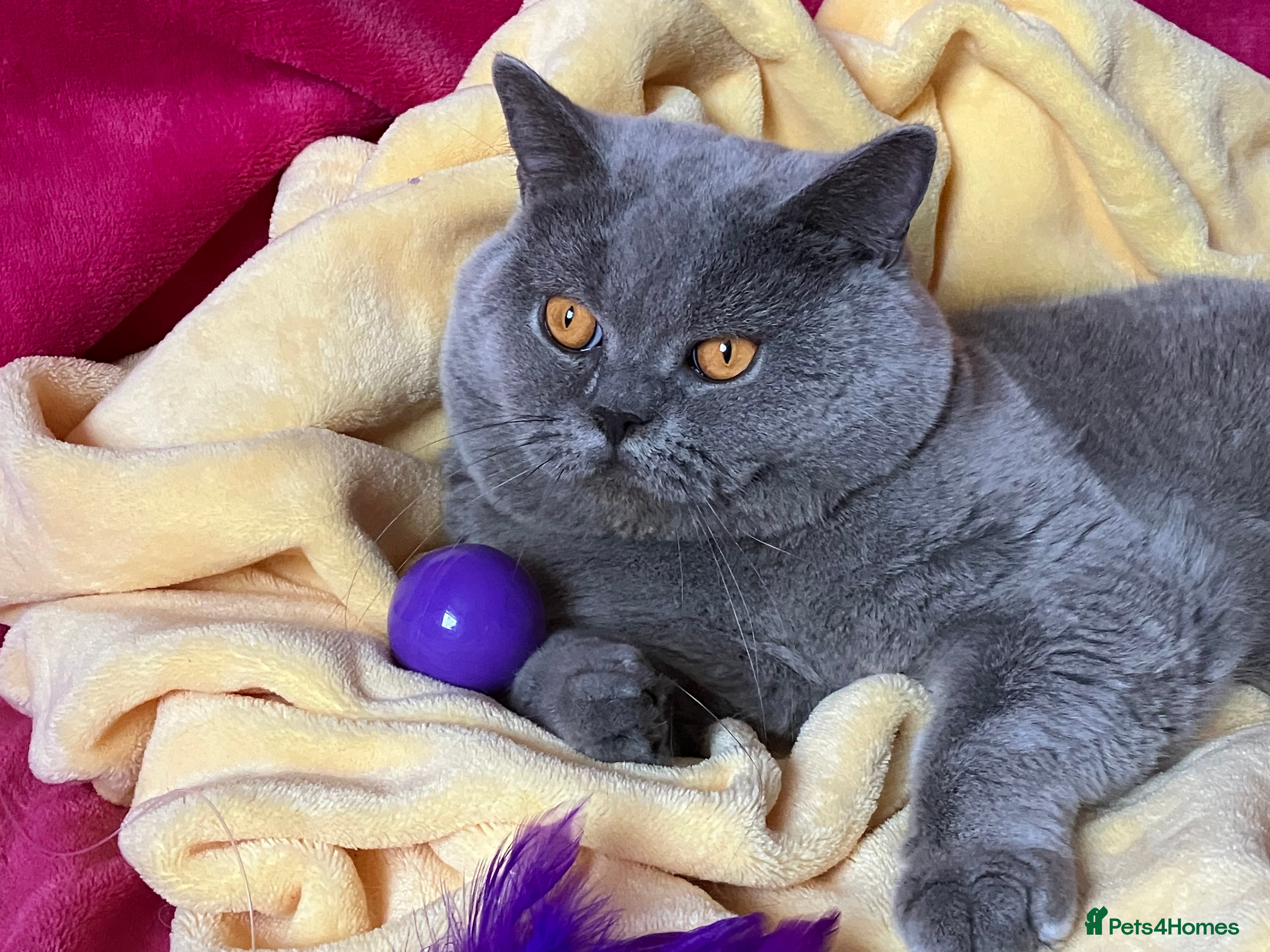 British Shorthair cats BSH STUD🏆ChampionBloodline 5GEN-Pedigree GCCF🌟💎 in Solihull - Advert 6