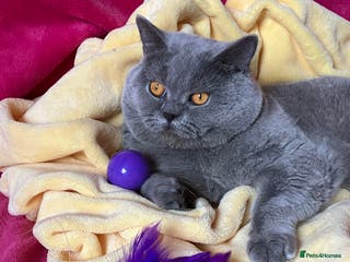 British Shorthair cats BSH STUD🏆ChampionBloodline 5GEN-Pedigree GCCF🌟💎 in Solihull - Advert 18