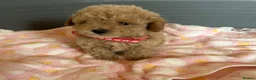 Toy Poodle dogs for sale: TOY POODLE GIRLS AND BOYS READ NOW  - Advert 10