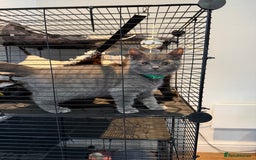 British Shorthair cats for sale: British shorthair kitten  - Image 4