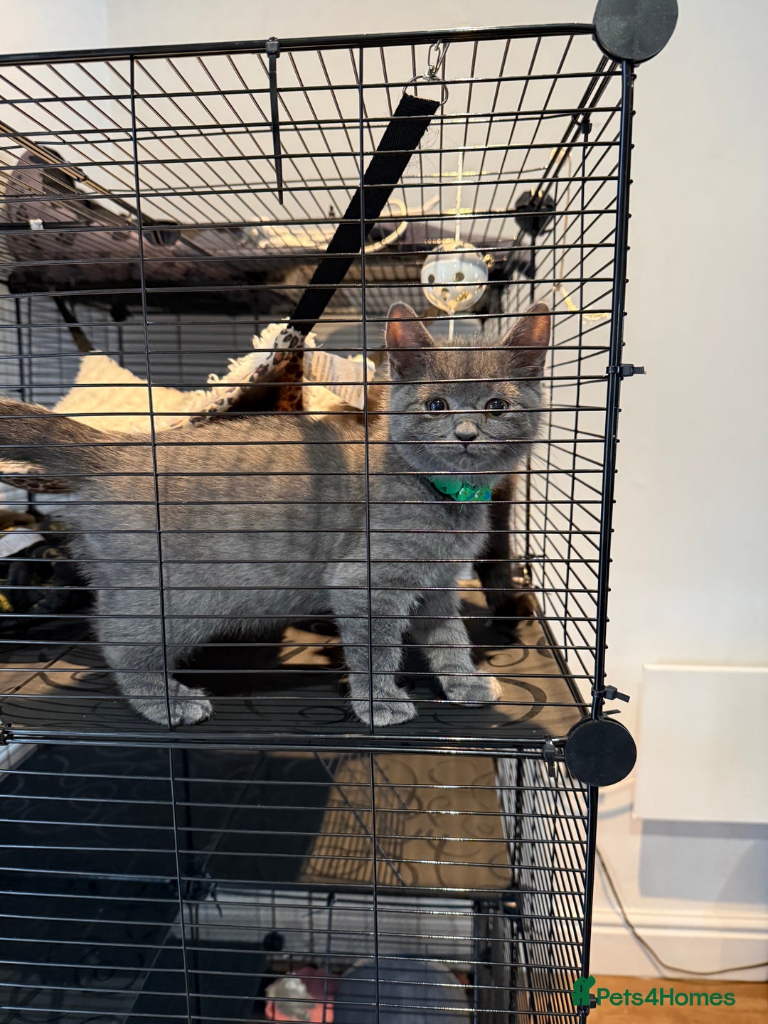 British Shorthair cats for sale: British shorthair kitten  - Image 4