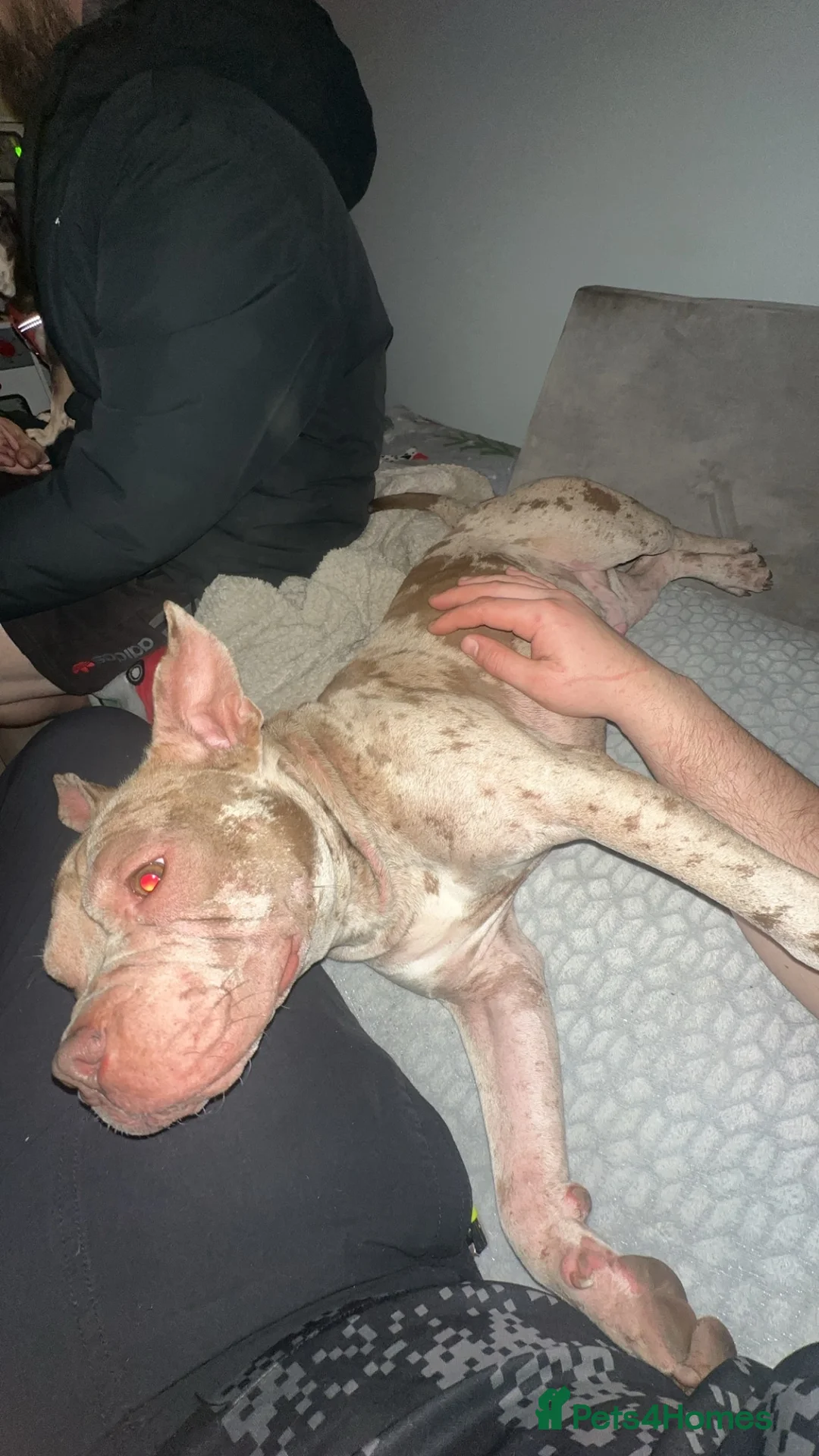 Mixed Breed dogs for stud: Stud Dog Marley  in Wisbech - Advert 6