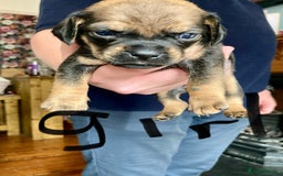 Mixed Breed dogs for sale: Daug puppies - Image 4