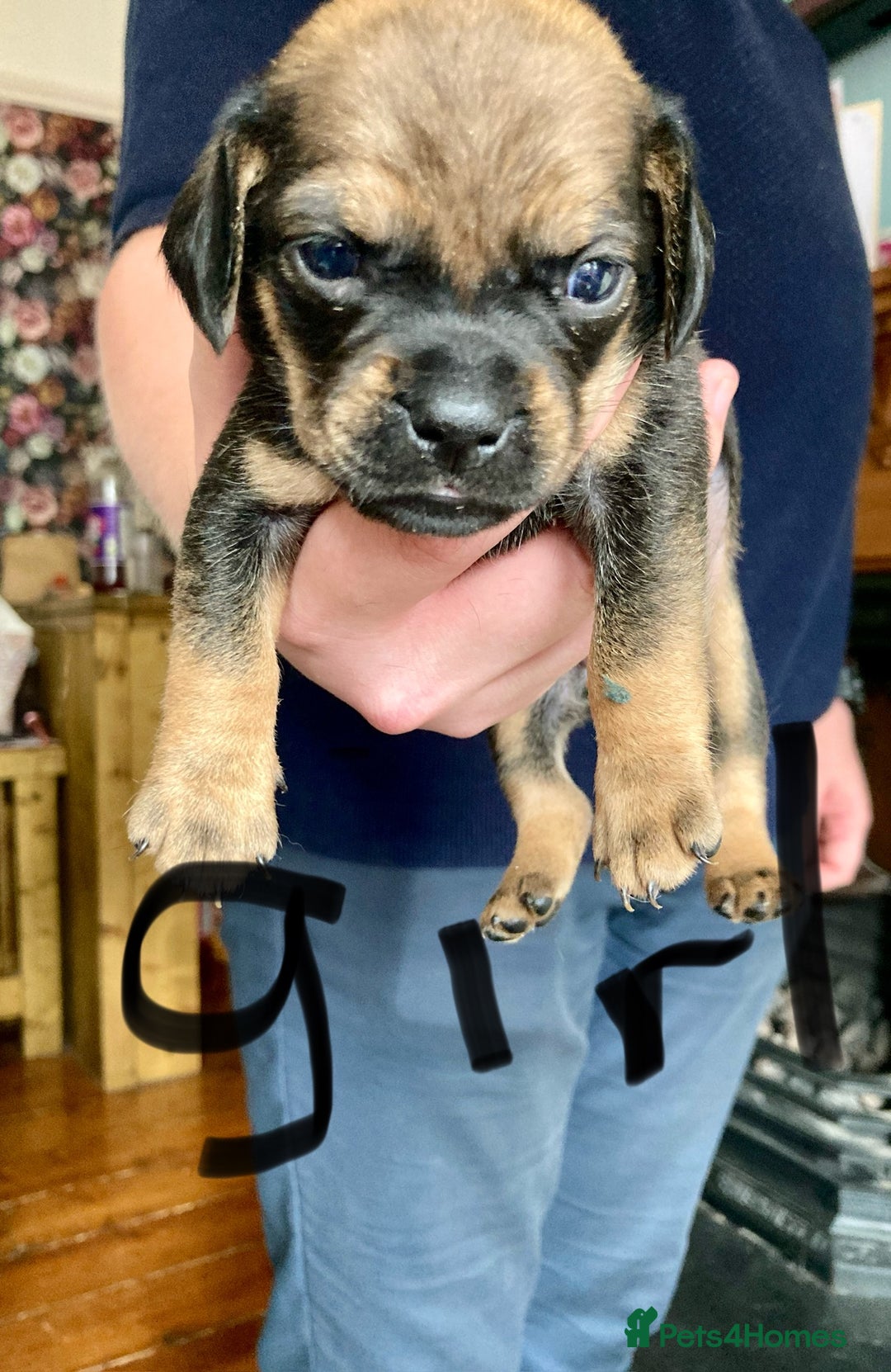 Mixed Breed dogs for sale: Daug puppies - Image 4