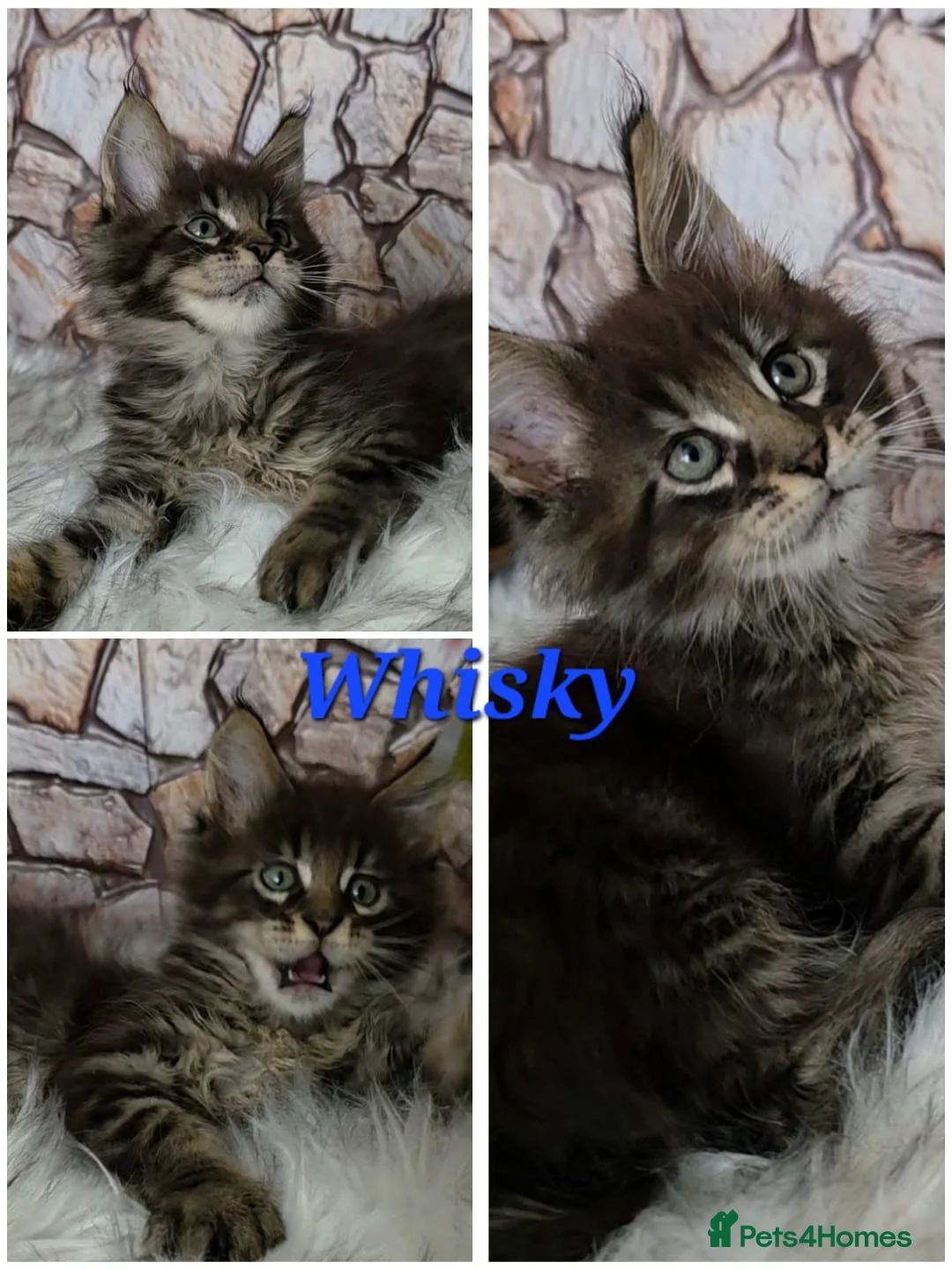 Maine Coon cats for sale: ✅✅❤️Show Quality Registered Maine Coon Kittens❤️✅✅ - Advert 2