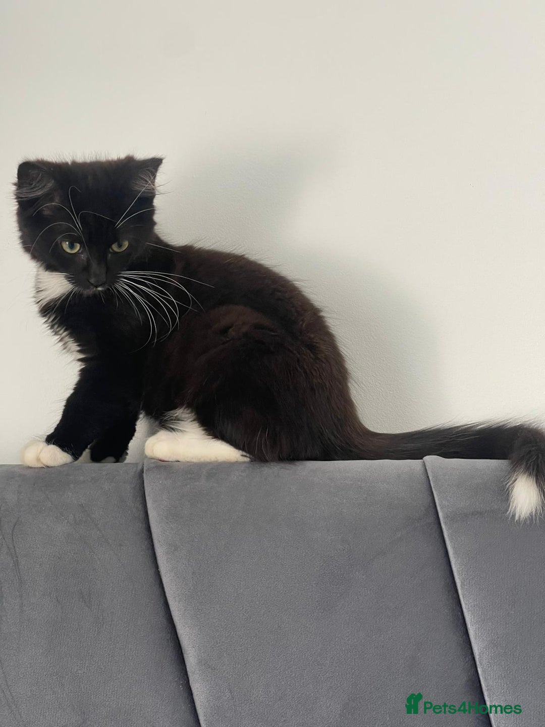 Mixed Breed cats for sale: 1 male kitten - Image 3