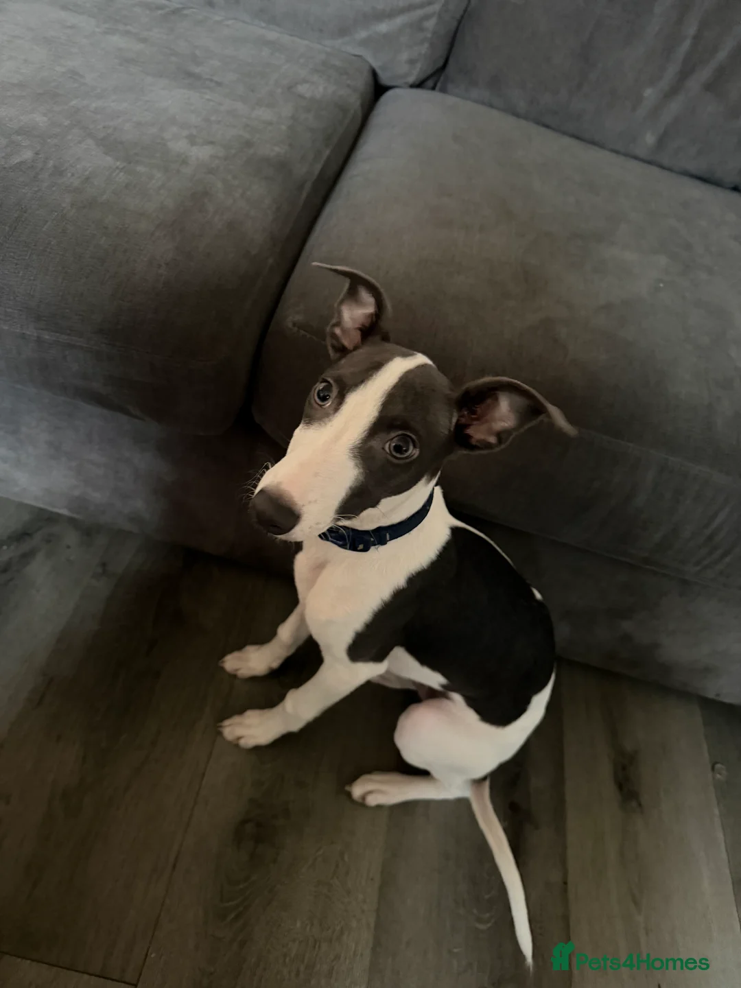 Whippet dogs for sale: Miniature Blue Italian Whippet – 20 Weeks Old £500 - Advert 3