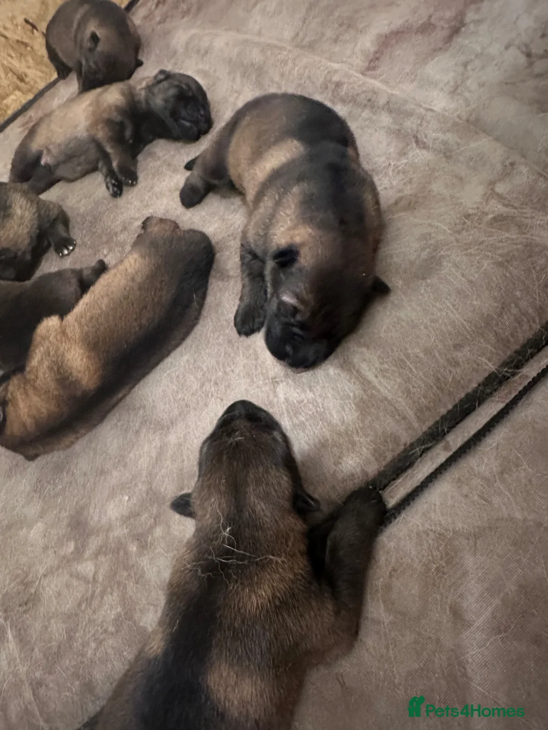 German Shepherd dogs for sale: 9 stunning German shepherd pups kc reg working lin in Southport - Advert 2
