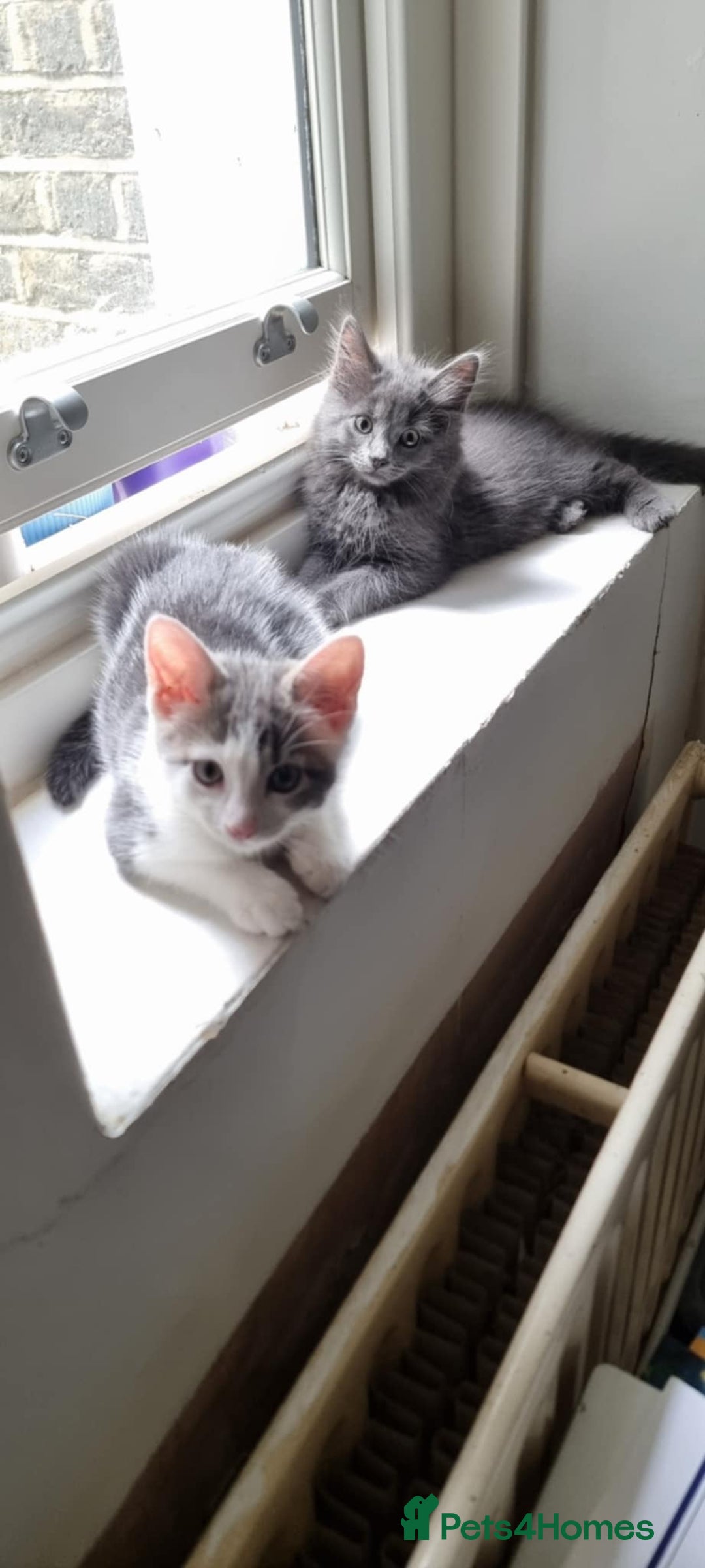 Mixed Breed cats for sale: Loving kittens for sale - Image 9