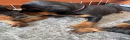 Dobermann dogs for sale: 3 chunky Dobermans puppies  - Advert 13