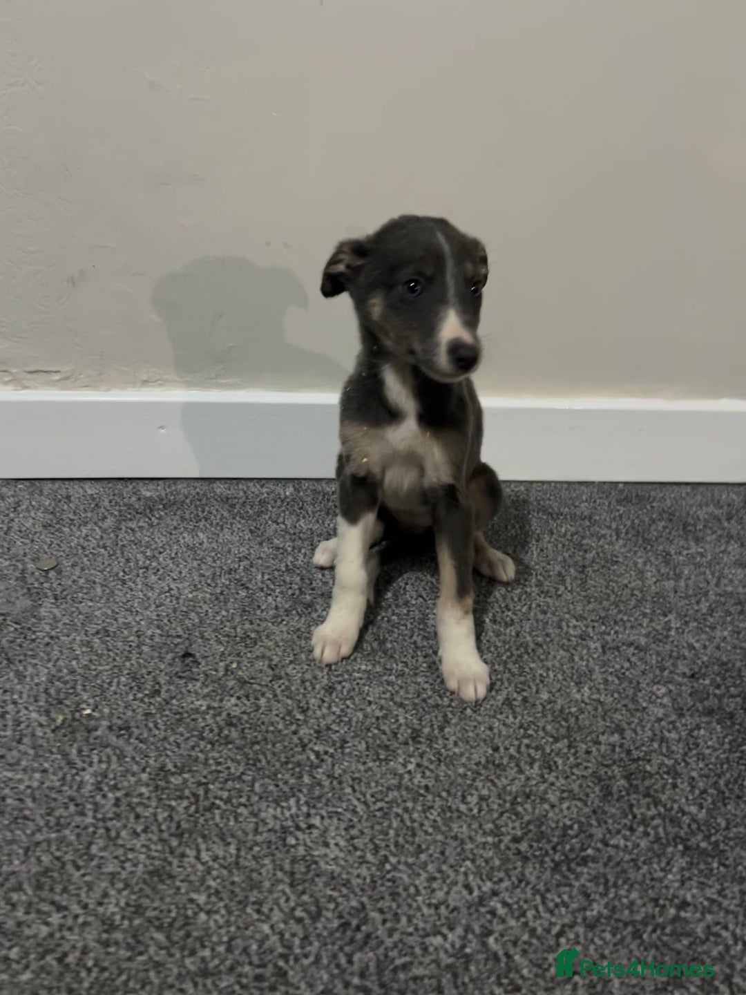 Whippet dogs for sale: Beautiful whippet puppies  - Advert 4