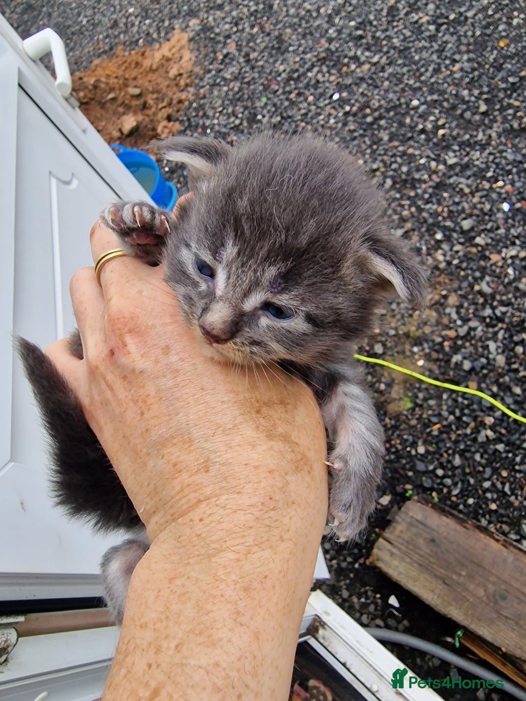 Maine Coon cats for sale: Blue/Silver Tabby Main Coon - Image 4