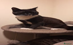 Mixed Breed cats for sale: Astro looking for forever home - Image 5
