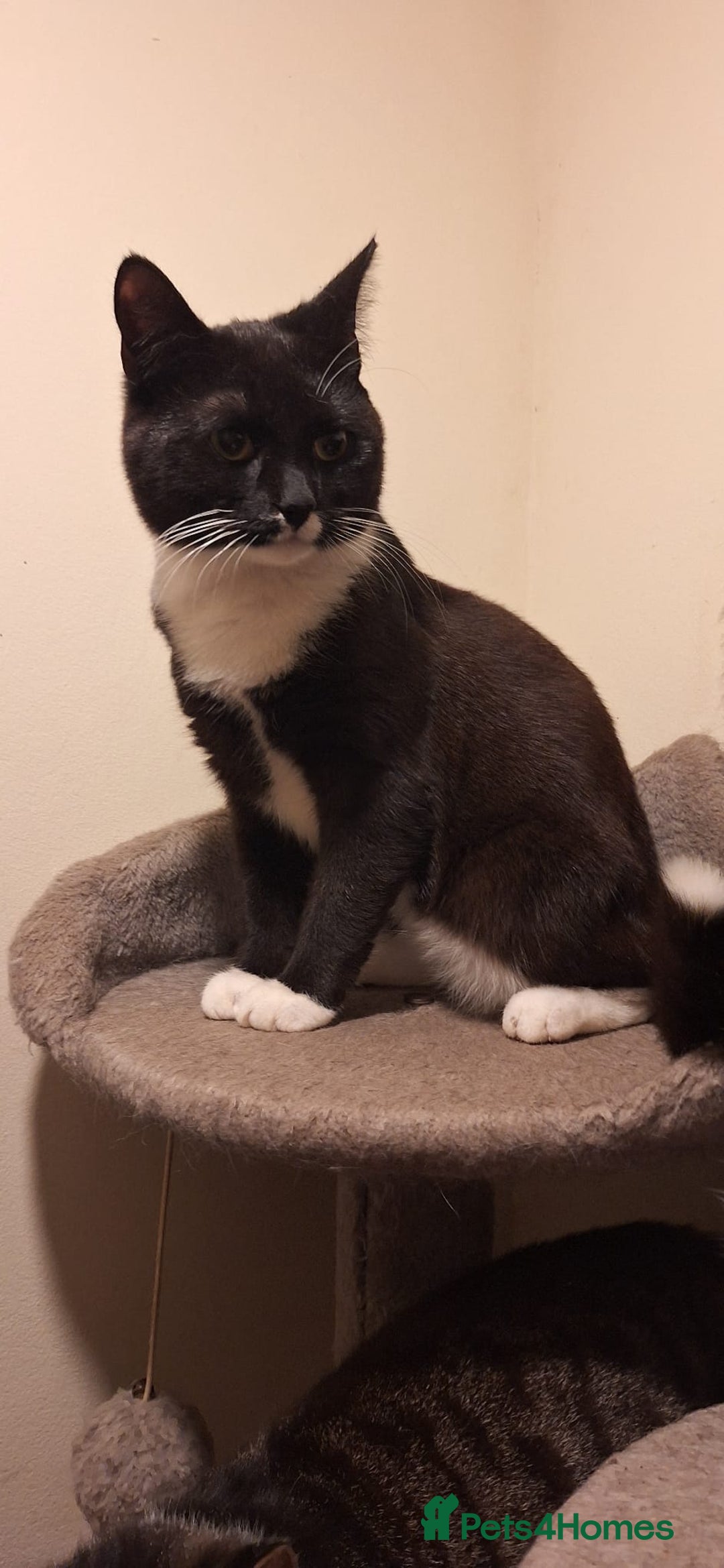 Mixed Breed cats for sale: Astro looking for forever home - Image 5