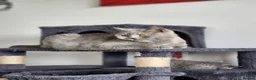 British Shorthair cats for sale: BSH Blue Kittens  - Advert 1