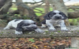 Cocker Spaniel dogs for sale: KC Reg Show Type Cockers - Advert 4