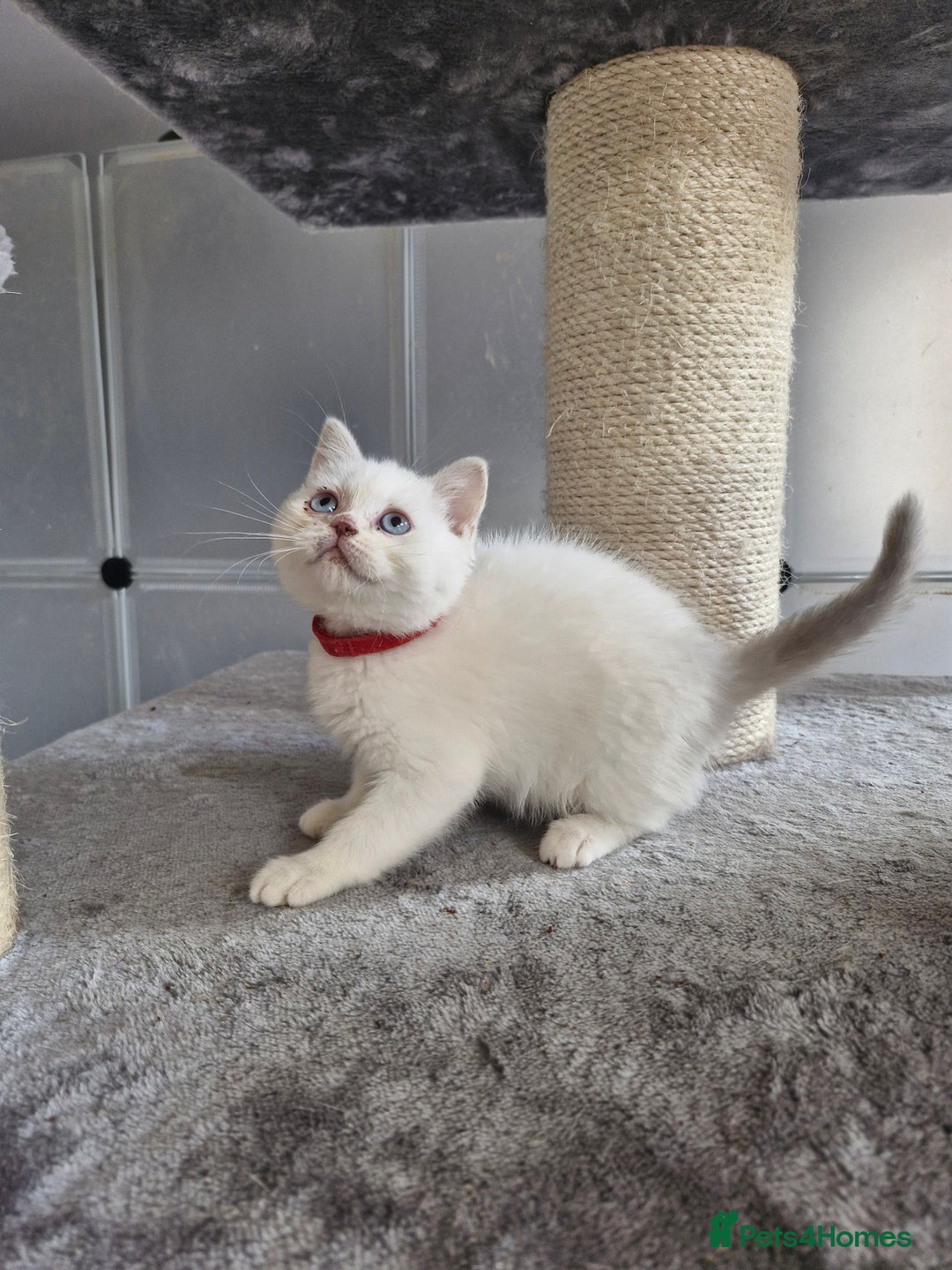 British Shorthair cats for sale: British shorthair and longhair - Image 7
