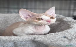 Devon Rex cats for sale: Adorable pedigree Devon Rex  - Image 4