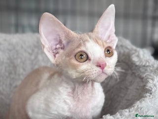 Devon Rex cats - Advert 2