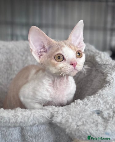 Devon Rex cats - Advert 2