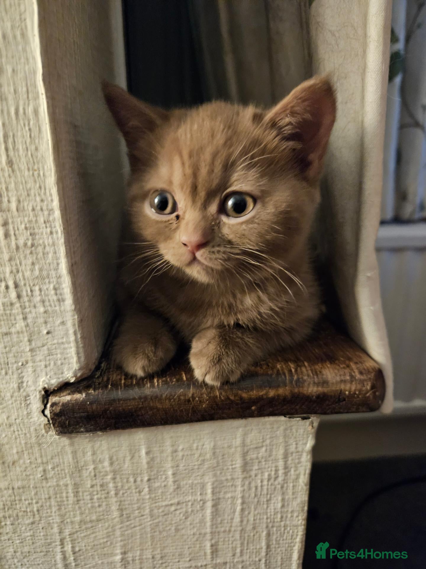 British Shorthair cats 3 pedigree british shorthairs rare colours - Advert 2