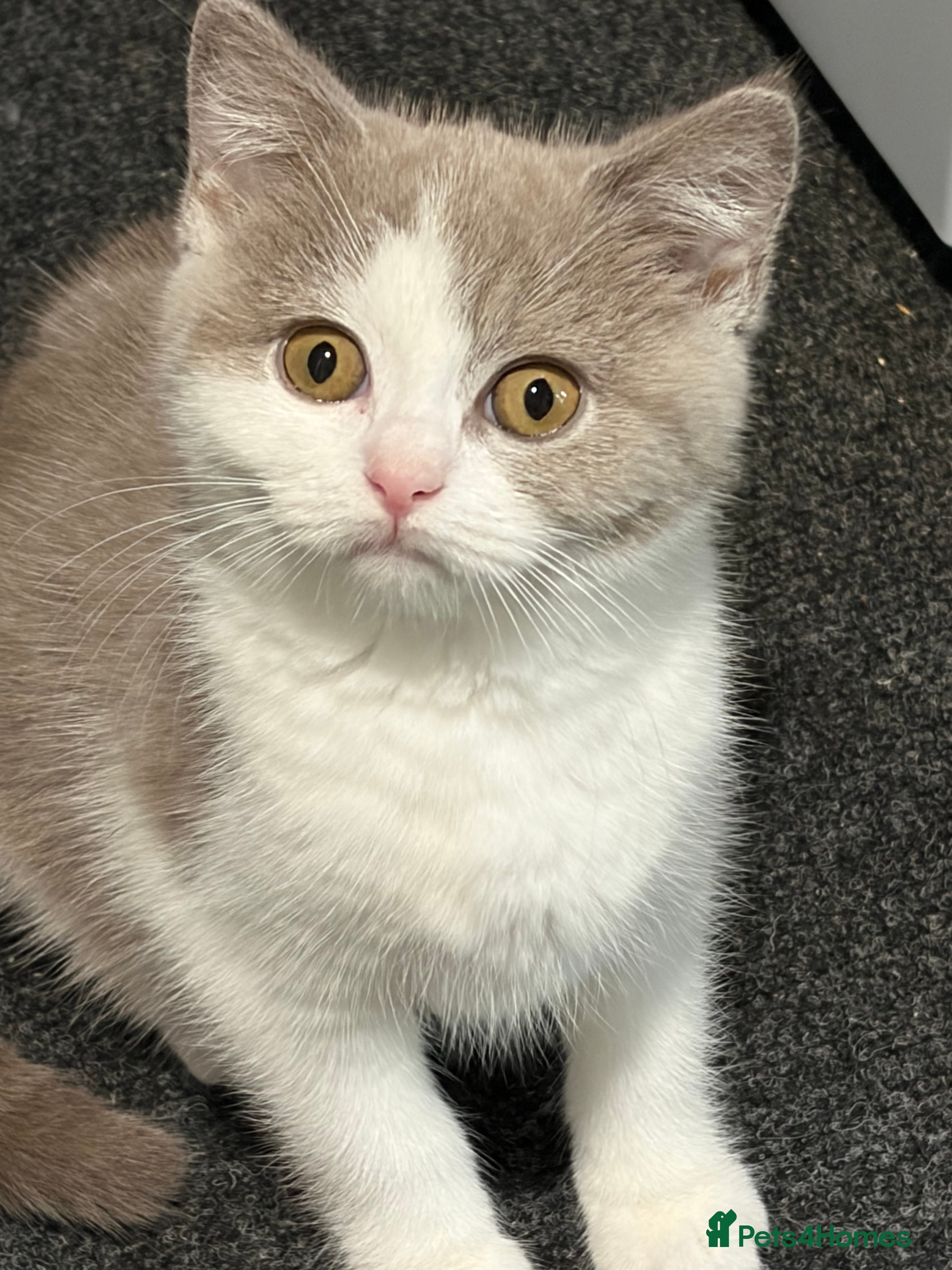 British Shorthair cats 3 Gorgeous TICA registered kittens  - Advert 2