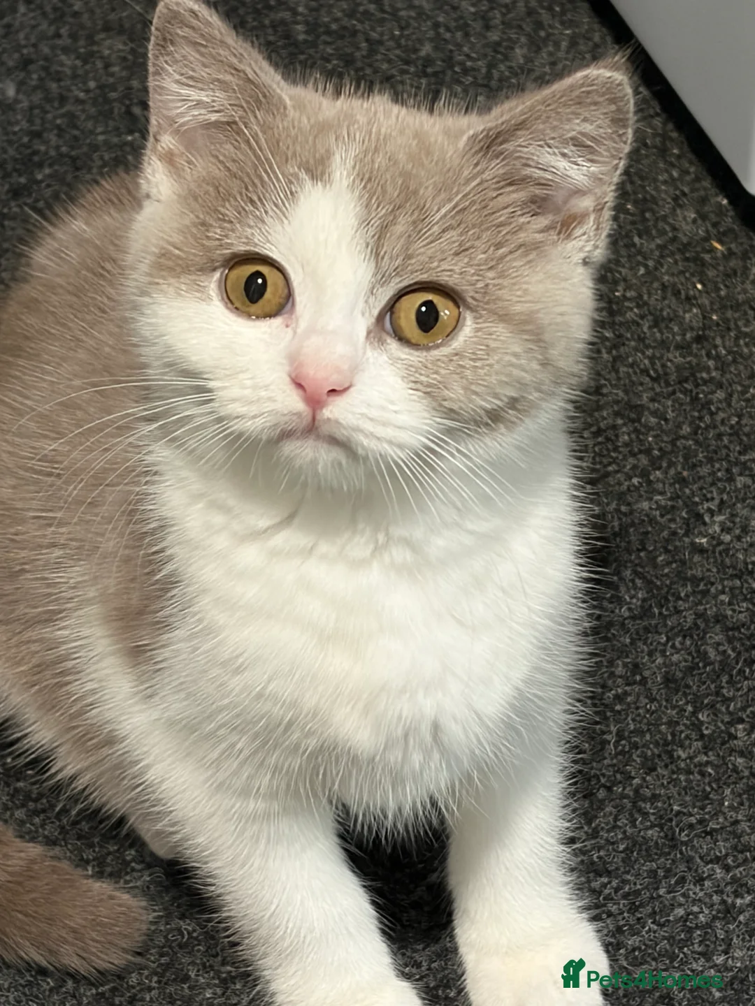 British Shorthair cats for sale: 3 Gorgeous TICA registered kittens  - Advert 2