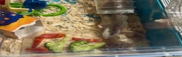 Rat rodents for sale: Baby dumbo rats - Advert 8