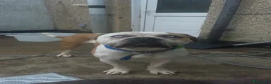 American Bulldog 1