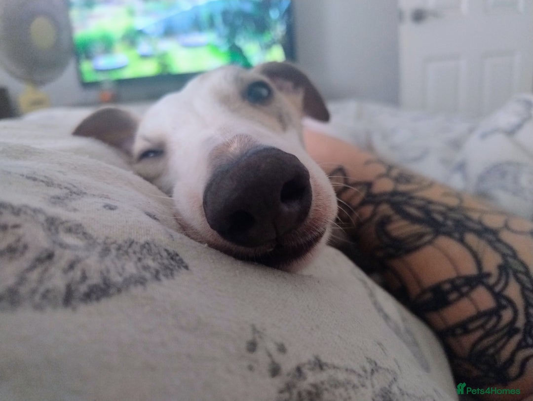 Whippet dogs for stud: Beautiful Whippet Dodger for STUD | Unproven - Image 14