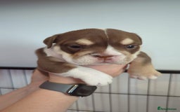 English Bulldog dogs for sale: Chunky English Bulldog Puppies  - Image 4