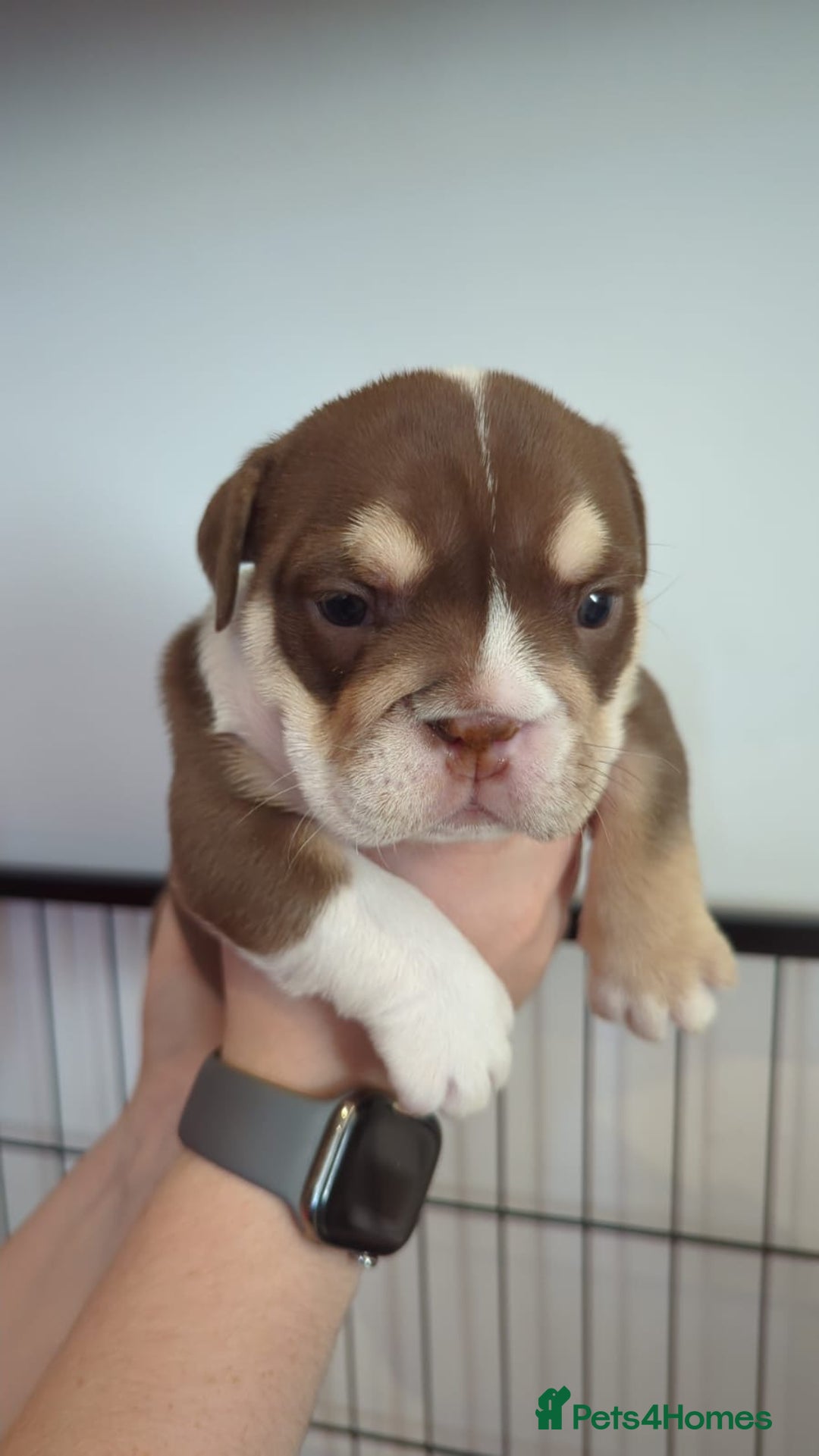 English Bulldog dogs for sale: Chunky English Bulldog Puppies  - Image 4