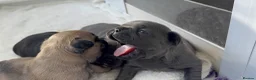 French Bulldog dogs for sale: French bull dog puppies  - Advert 6