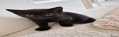 Domestic Shorthair 2
