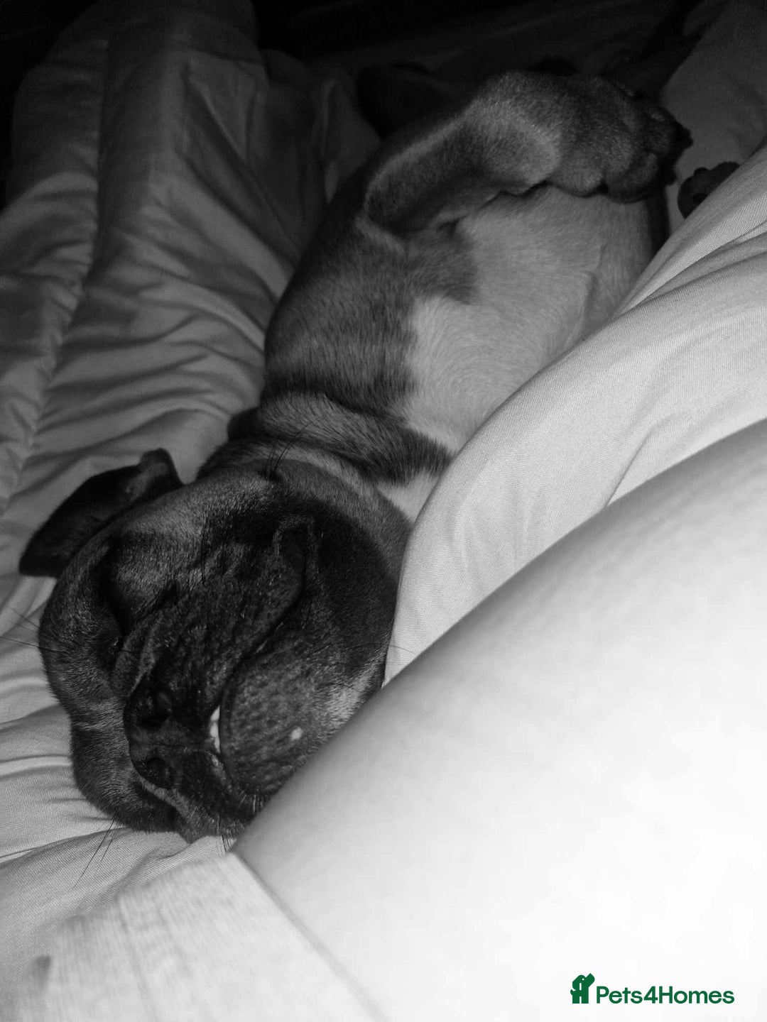 Mixed Breed dogs for sale: French bulldog crossed  - Image 3