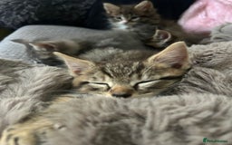 Maine Coon cats for sale: Beautiful tabby Maine Coon X kittens  - Image 18