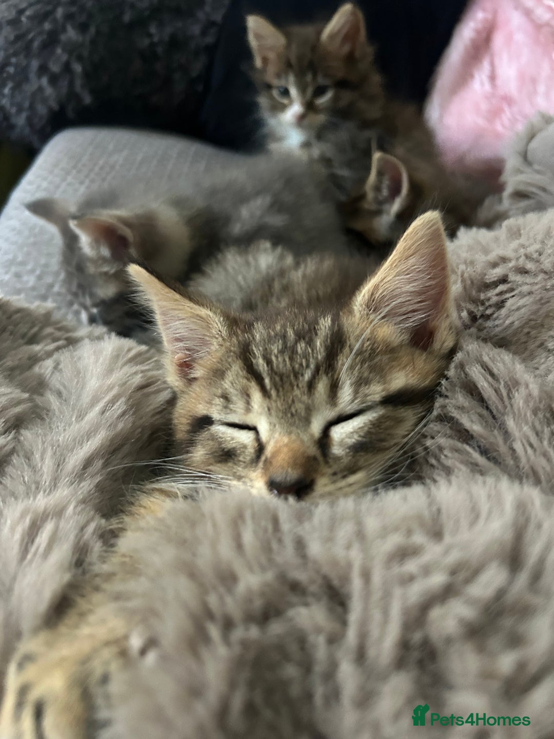 Maine Coon cats for sale: Beautiful tabby Maine Coon X kittens  - Image 18