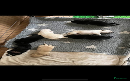 Labrador Retriever dogs for sale: Labrador puppies  - Image 7