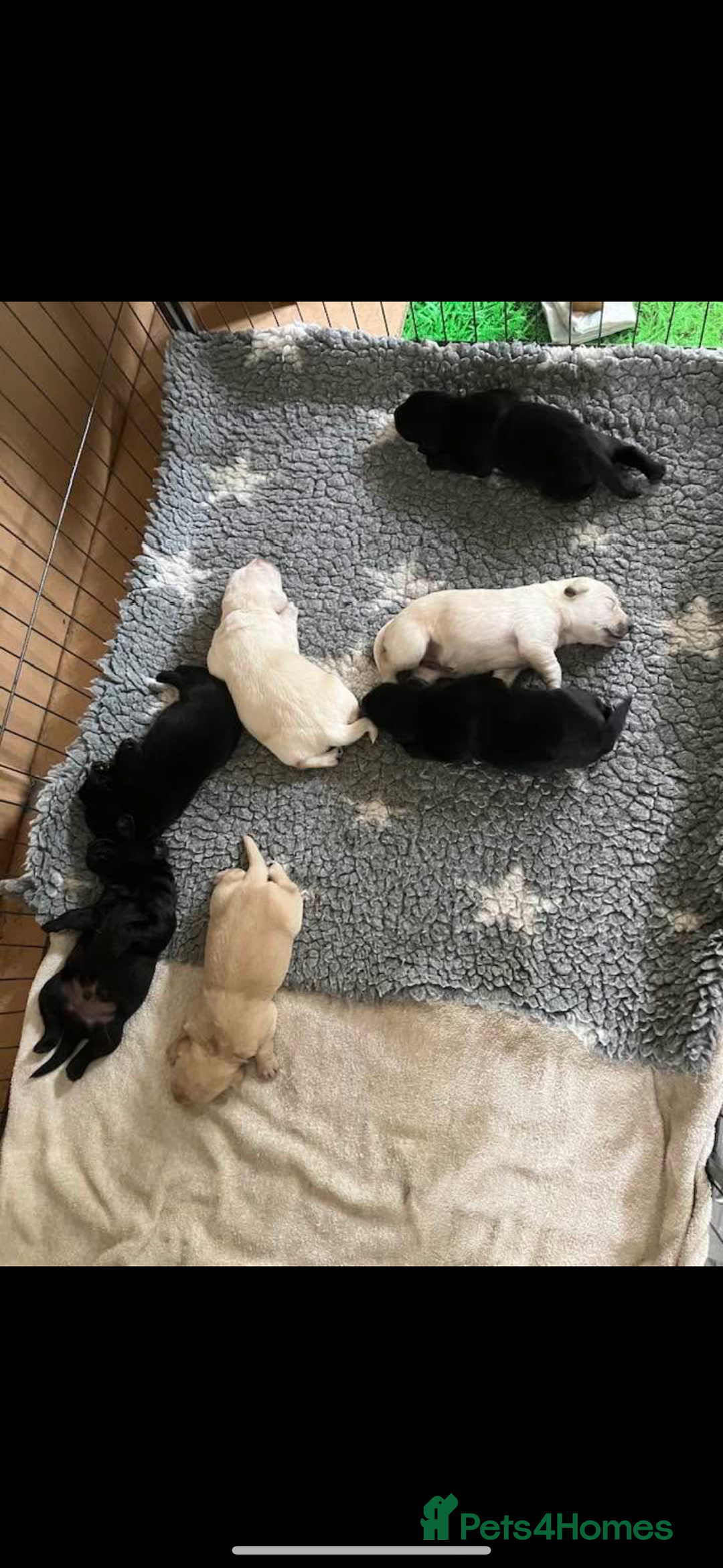 Labrador Retriever dogs for sale: Labrador puppies  - Image 7