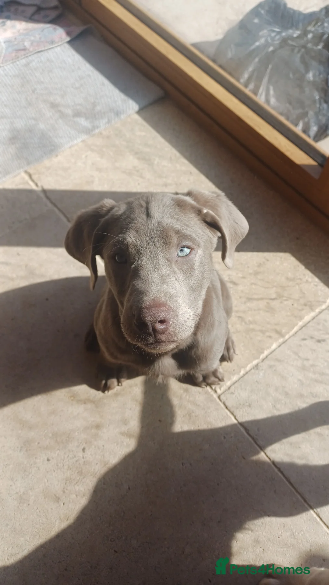 Labrador Retriever dogs for sale: **ONE SILVER LABRADOR BOY READY NOW** - Advert 1