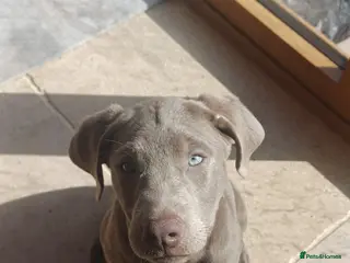 Labrador Retriever dogs **ONE SILVER LABRADOR BOY READY NOW** - Advert 1