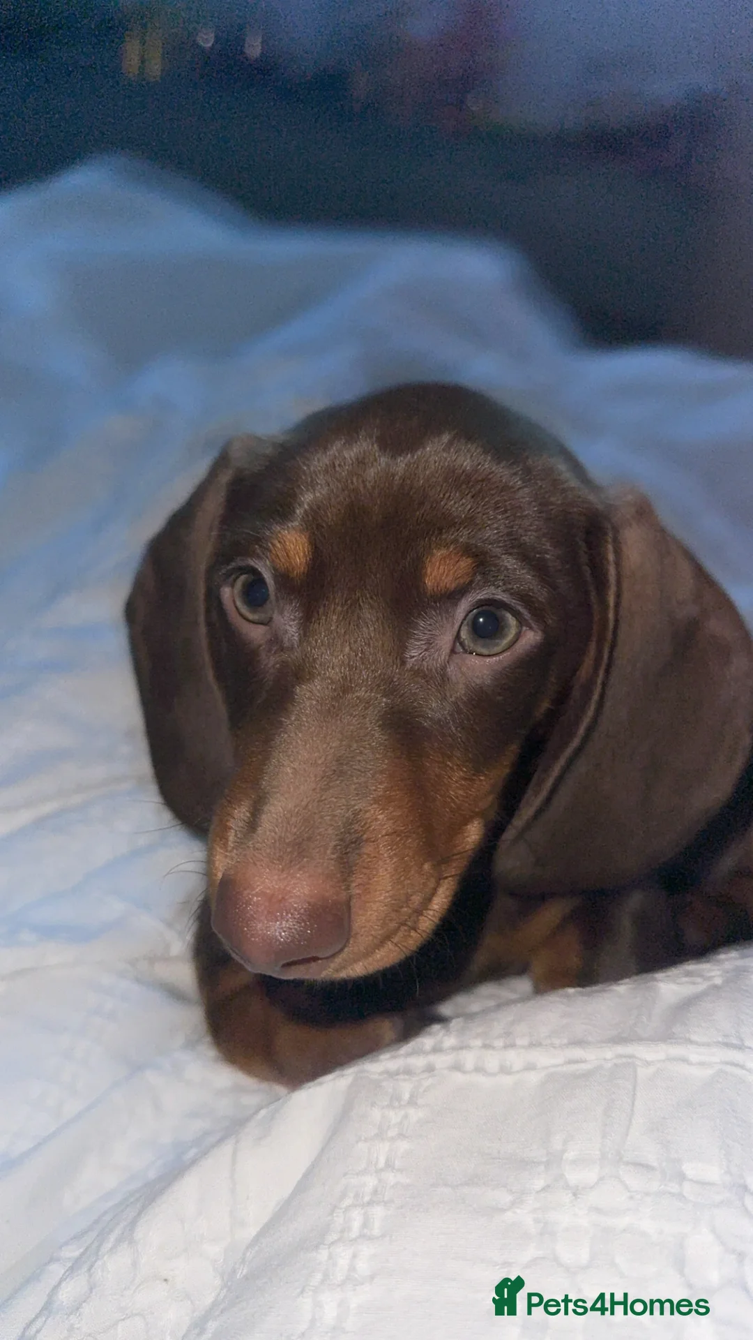 Miniature Dachshund dogs for sale: Miniature dachsund - Advert 1