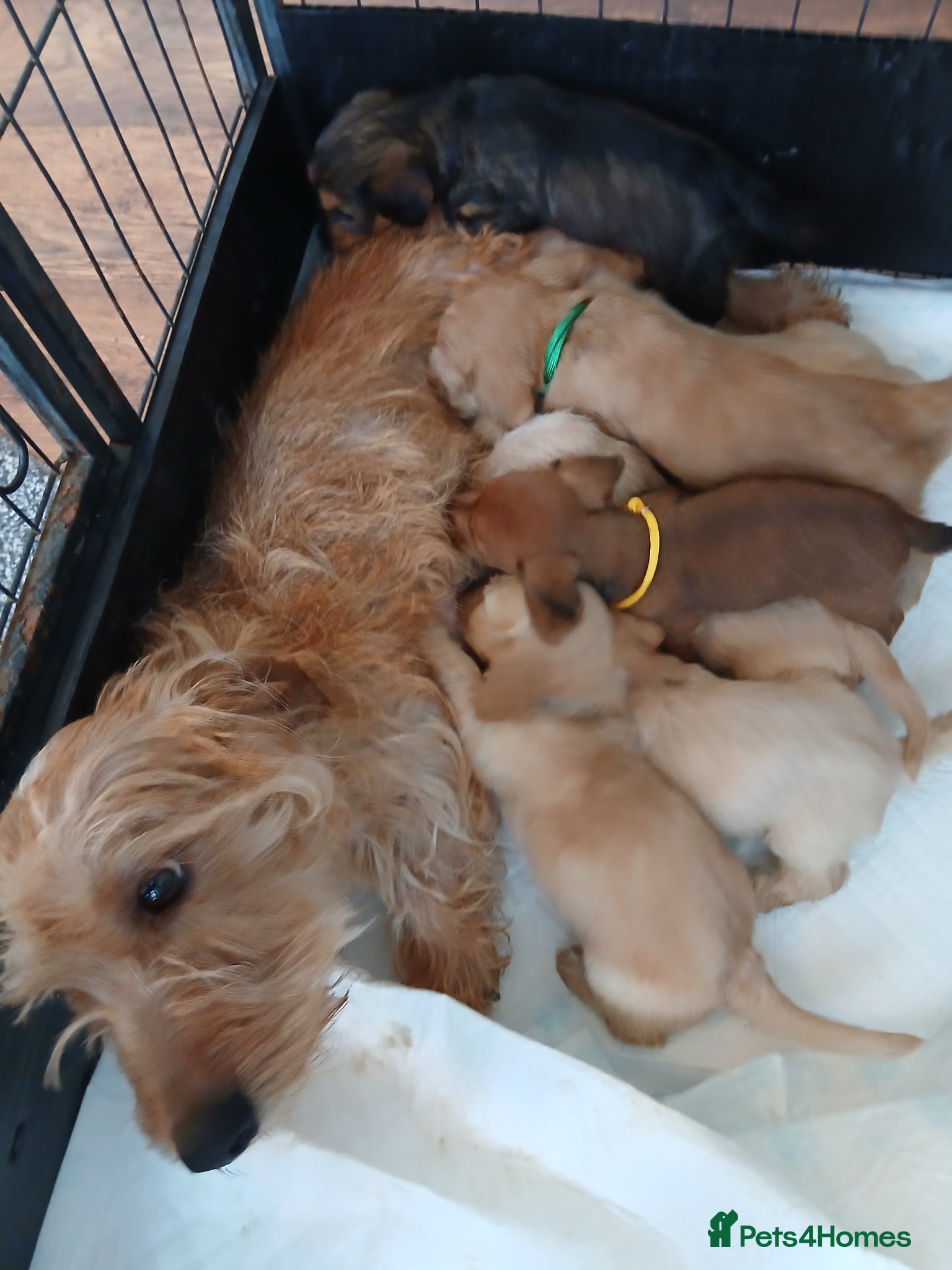 Mixed Breed dogs for sale: 8 dachshund x jack Russel puppies  in Henfield - Advert 1