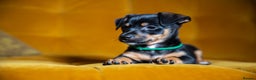 Mixed Breed dogs for sale: Daxijax/Jackshund/Dachshund/Jack - READY TO GO - Advert 24
