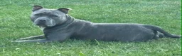 Mixed Breed dogs for sale: Bully staffy cross puppies.  - Advert 12