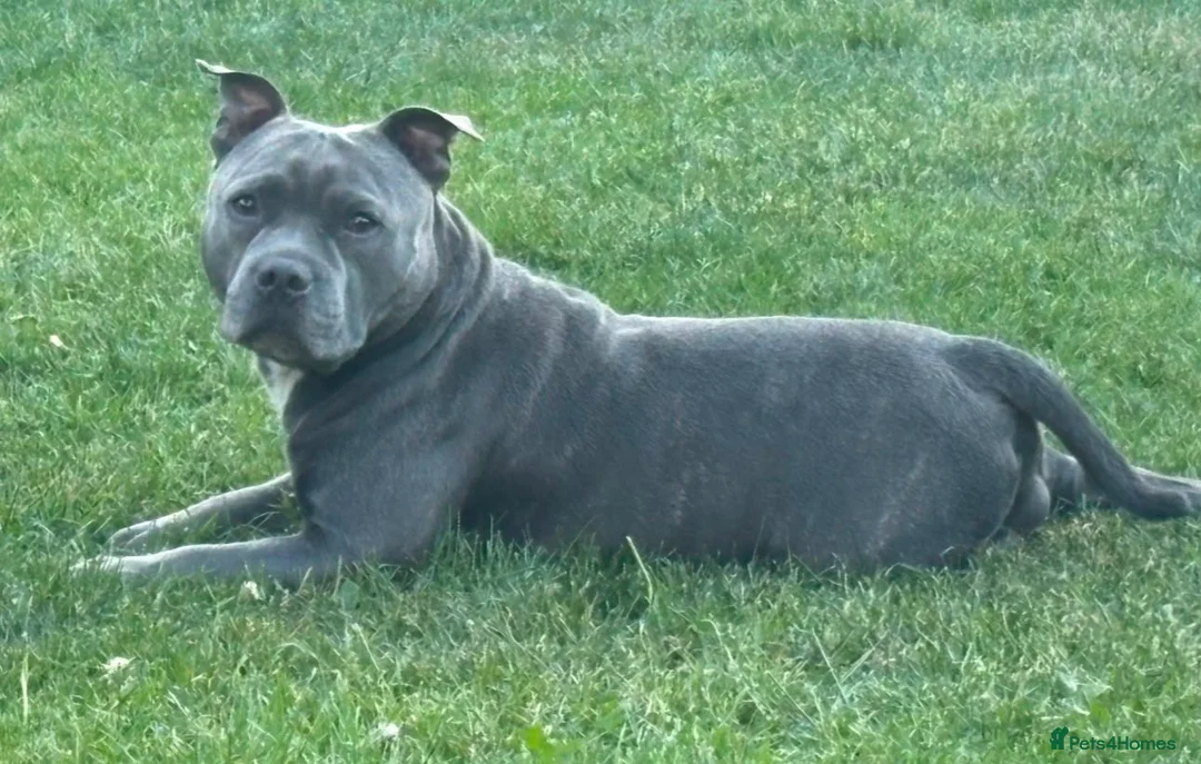 Mixed Breed dogs for sale: Bully staffy cross puppies.  - Advert 12