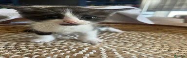 Ragcoon 6