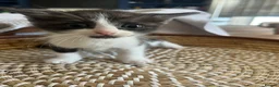 Ragcoon cats for sale: 🐾 Beautiful Maine Coon x Ragdoll kittens  - Advert 27