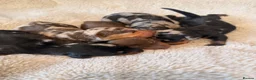 Miniature Dachshund dogs for sale: Beautiful Litter -  K.C Registered  - Advert 1