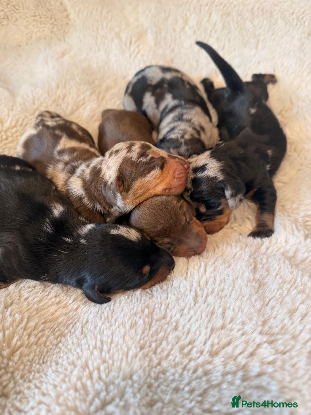 Miniature Dachshund dogs for sale: Beautiful Litter -  K.C Registered  - Advert 1